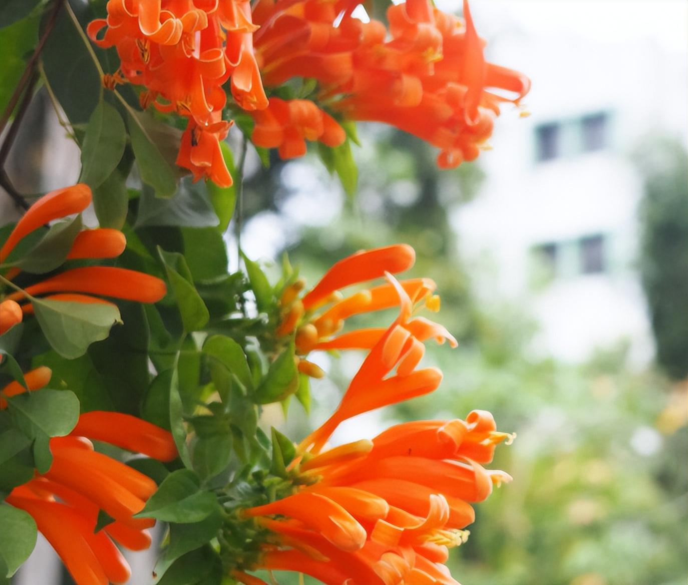 炮仗花与凌霄花的区别（炮仗花和凌霄花的区别图片）(图4)