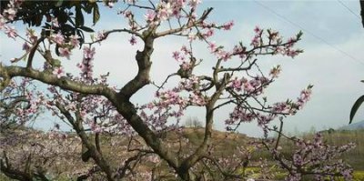 ​重组家庭离婚怎么离