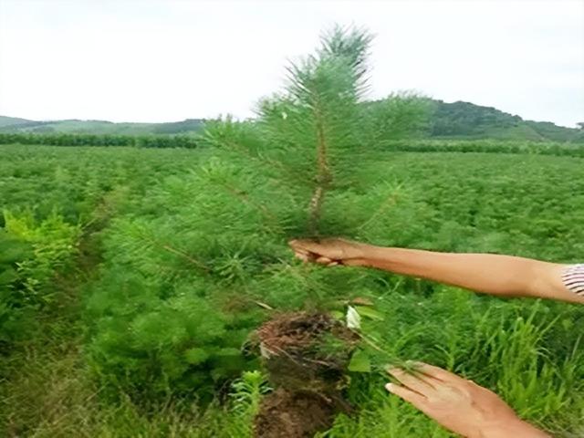 美国航天的发展史（19年美国航天局发了条推特）(16)