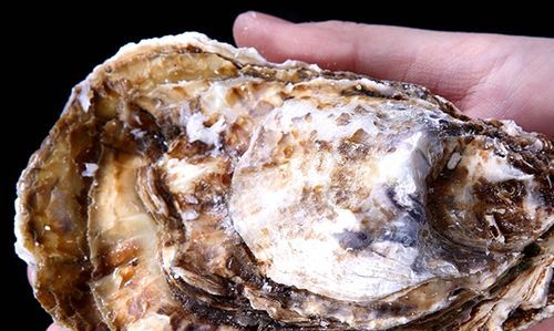 怎能判断生蚝死活