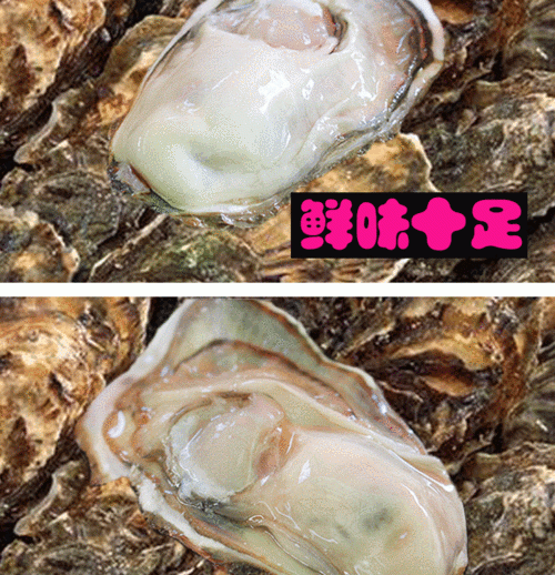 生蚝咋判断死活