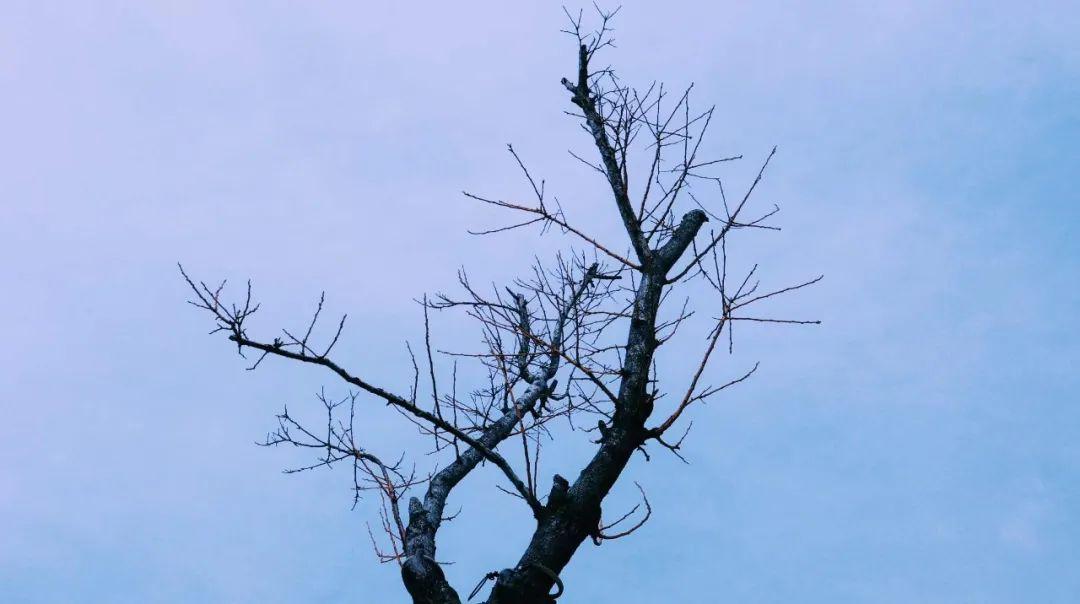 季羡林简介及代表作品（季羡林：百岁人生，不喜亦不惧）