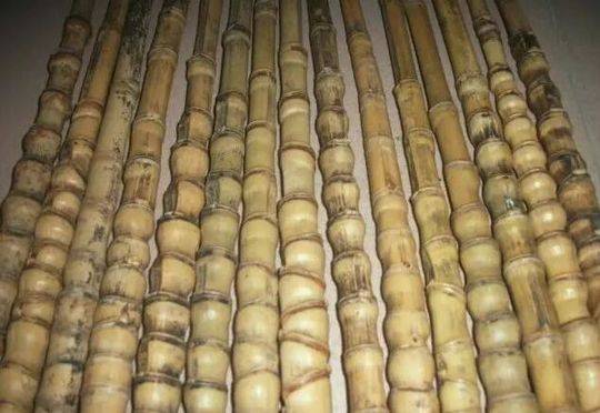 出使西域 张骞因何去了成都？