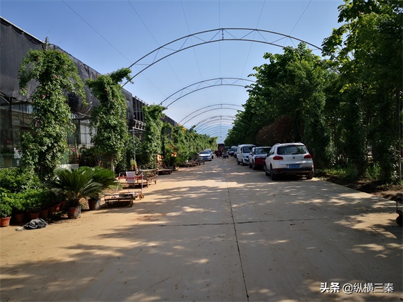实拍西安城南最大的花卉市场，花卉超便宜，就是路程有点远