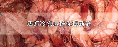 ​活虾冷冻怎样保持新鲜不变质 活虾怎么冷冻保存新鲜