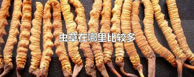 ​什么样的虫草最好 哪儿的虫草最好