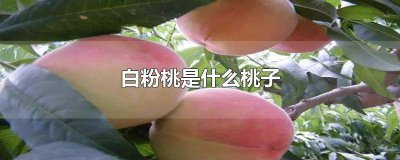 ​白色桃子英文翻译 桃子色的英文