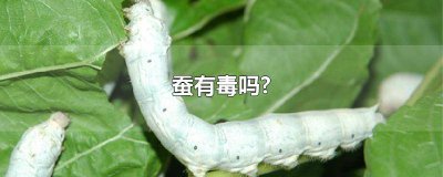 ​白僵蚕有毒吗 蚕有毒吗?