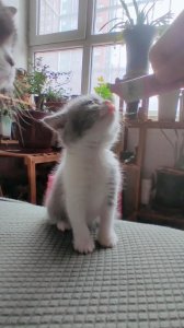 ​小猫多长时间睁眼（刚出生的小猫睁眼需要多长时间 ）