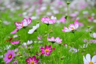 ​格桑花花语象征与寓意（格桑花花语代表含义及传说）
