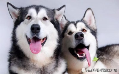 ​阿拉斯加和哈士奇的区别图片（对比聊聊看两种犬的特点）