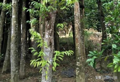 ​一万元一克的木头（沉香木每克上万元）
