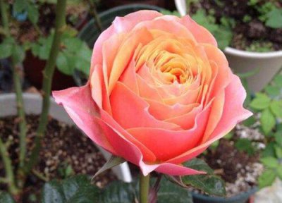 ​值得入的伊芙月季排名（最值得保留的伊芙月季品种）