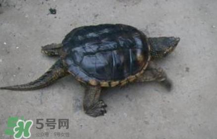 鳄龟怎么饲养？鳄龟吃什么
