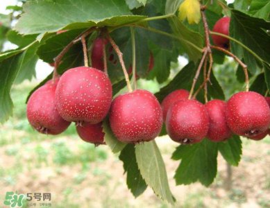 ​山楂和菊花能一起泡水喝吗？