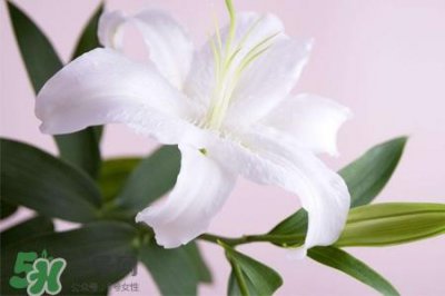 ​清明节上坟可以带百合花吗？清明节扫墓能用百合花吗？