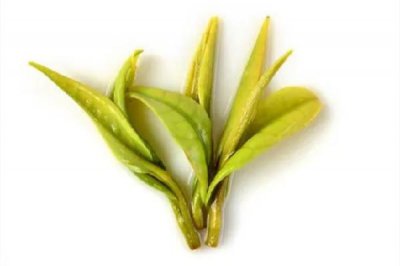 ​安吉白茶喝新茶好还是老茶好 安吉白茶什么样的好喝