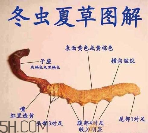 冬虫夏草有假的吗？冬虫夏草不抗癌