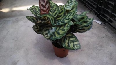 ​孔雀竹芋、猫眼竹芋名字像、长得像，养护方法不同，不可混为一谈