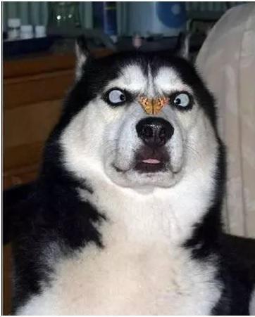 狗狗智商排名，猜猜看很受欢迎的哈士奇排在第几名！