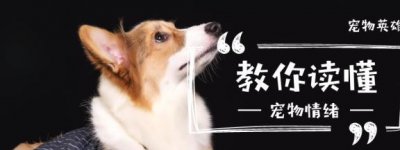 ​狗毛特别长的4种狗，最后一种狗狗很特别，名字和四大美人有关