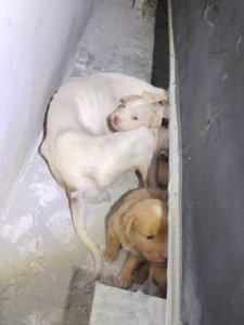 ​狗妈受困瘦骨嶙峋5个崽却胖乎乎 拍摄者：感受到了母爱伟大