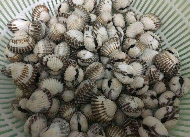 潮汕美食之血蛤
