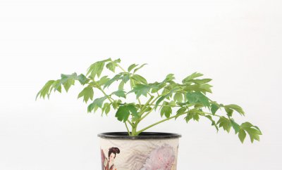 ​牡丹花盆栽家养方法