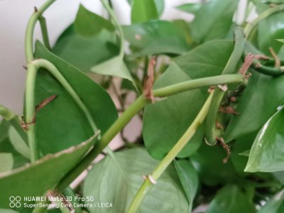 ​什么植物净化空气最好