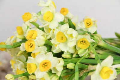​水仙花徒长怎么办