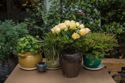 ​神锦花的养殖方法和注意事项