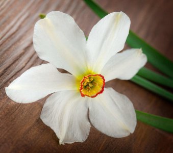 ​水仙花花语