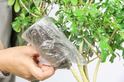 ​米兰花的养殖方法