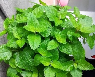 ​柠檬香蜂草“这样养”，长到泛滥，比薄荷旺盛，芳香美观，用途多
