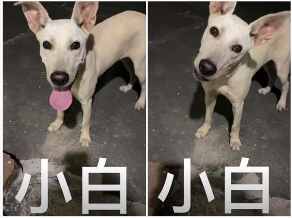 自拍到一半…毛孩突加速跑上前　

白痴公主吓疯脸歪嘴斜
