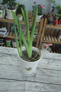 ​风信子花语