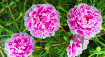 ​养这花，真划算，花一次钱，开成一片“小牡丹”园