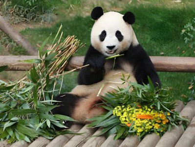 ​美媒：中国熊猫外交的赢家——熊猫自己