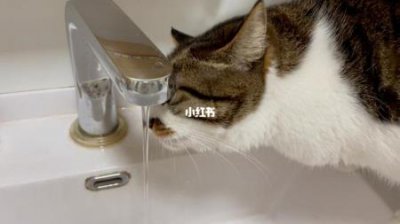 ​妖猫传演员表张天爱？妖猫传主演员