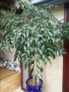 ​花开富贵-你见过开花的幸福树吗