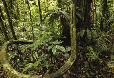 ​亚马逊大丛林(亚马逊丛林到底有多恐怖)