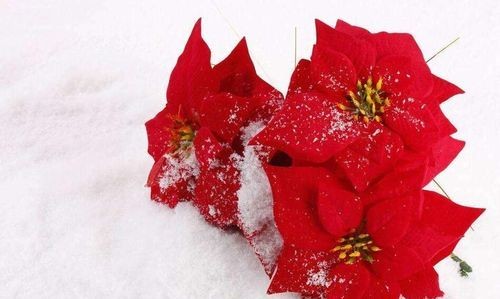 冬天有什么花开放