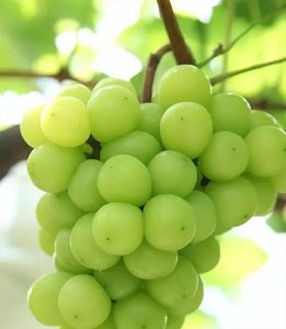 ​揭秘阳光玫瑰葡萄曝光事件，为什么不能食用？