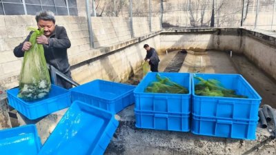 ​“浙蛙入川” 木里县石蛙生态养殖基地喜迎首批种苗入驻