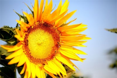 ​河北邯郸：向日葵绽放 像孩子们节日的笑脸