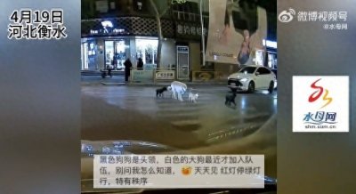 ​四只狗狗过马路变成新晋网红：排队等红绿灯，狗狗看到绿灯才过马路
