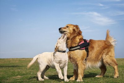 ​狗狗常见的交配方式，你好奇吗？