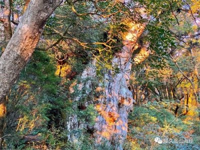​什么是屋久杉？日本世界自然遗产屋久岛价值连城的千年古杉树
