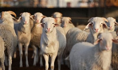 ​羊不吃草的原因都有哪些？如何解决羊不吃草的问题？