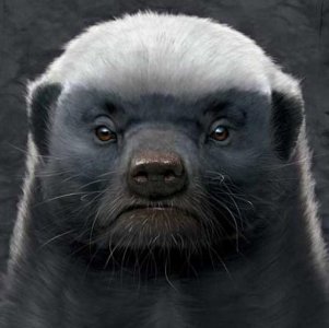 ​什么是平头哥？为什么这么叫？它的天敌太奇葩！